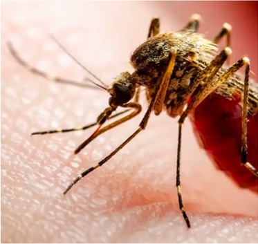 Viral Trafficking, Restriction and Innate Signaling – IRIM