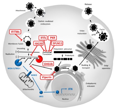 Viral Trafficking, Restriction and Innate Signaling – IRIM
